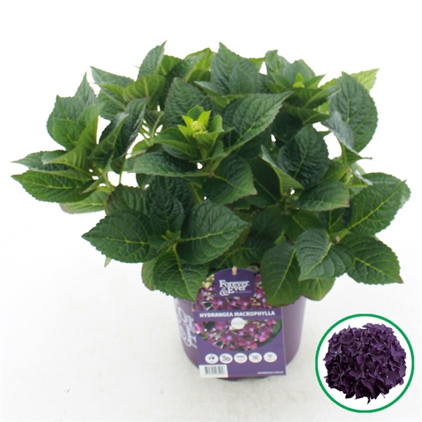 <h4>Hydrangea macr. Forever & Ever® Purple</h4>
