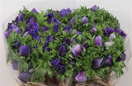 <h4>Anemone Blue</h4>