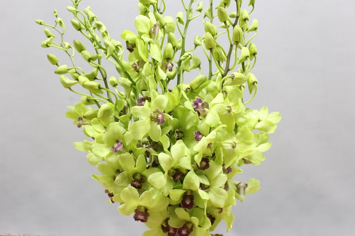 <h4>Dendrobium jade green</h4>