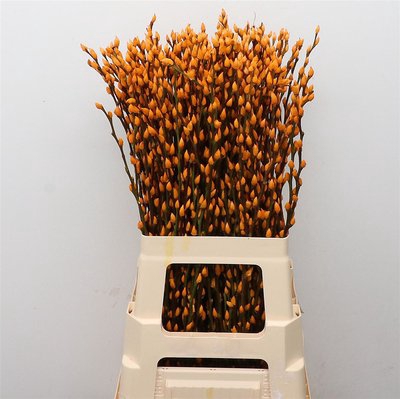 <h4>Salix paint pussy willow salmon</h4>