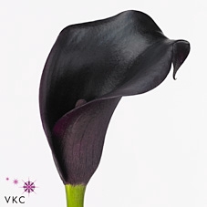 <h4>Calla Cantor</h4>