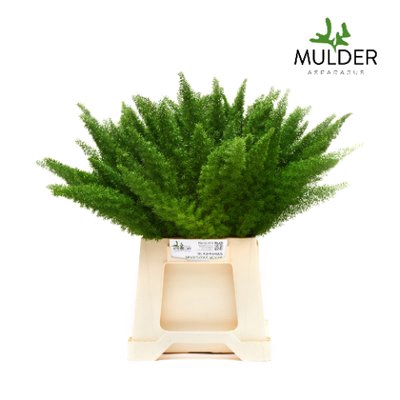 <h4>Leaf asparagus meyerii</h4>