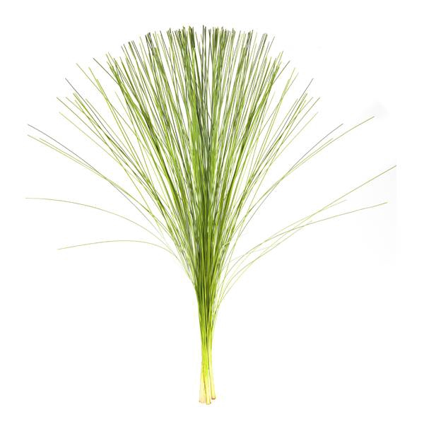 <h4>LILY GRASS</h4>