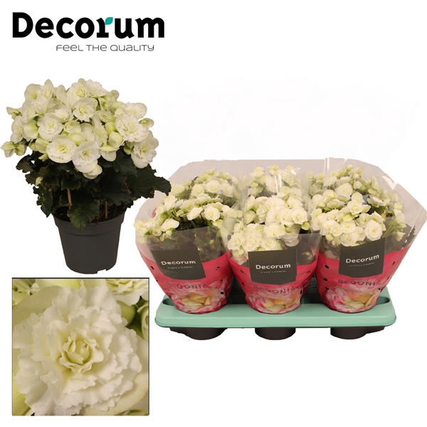 <h4>Begonia ''joy white'' Decorum</h4>
