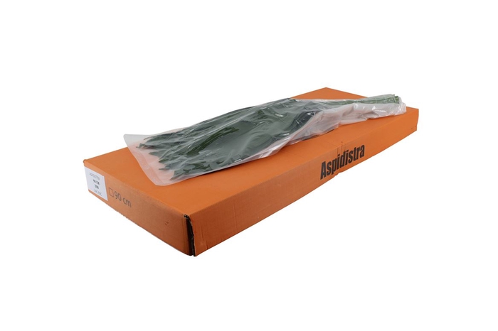 <h4>Aspidistra 80cm V P</h4>