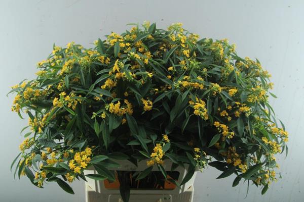 <h4>Euphorbia sp cream yellow river</h4>