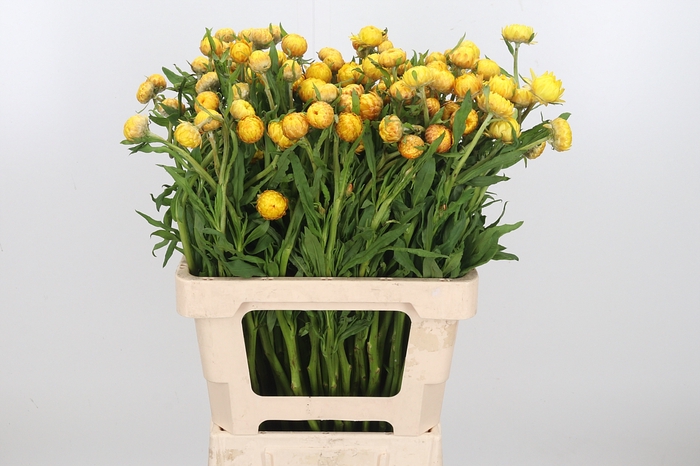 <h4>Helichrysum Ov P St Yellow</h4>