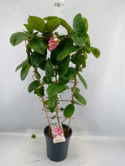 <h4>Mandevilla 'alice Du Pont'</h4>