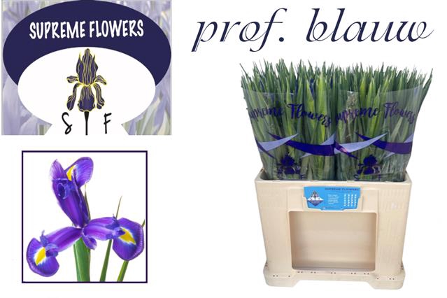 <h4>Iris prof blaauw</h4>
