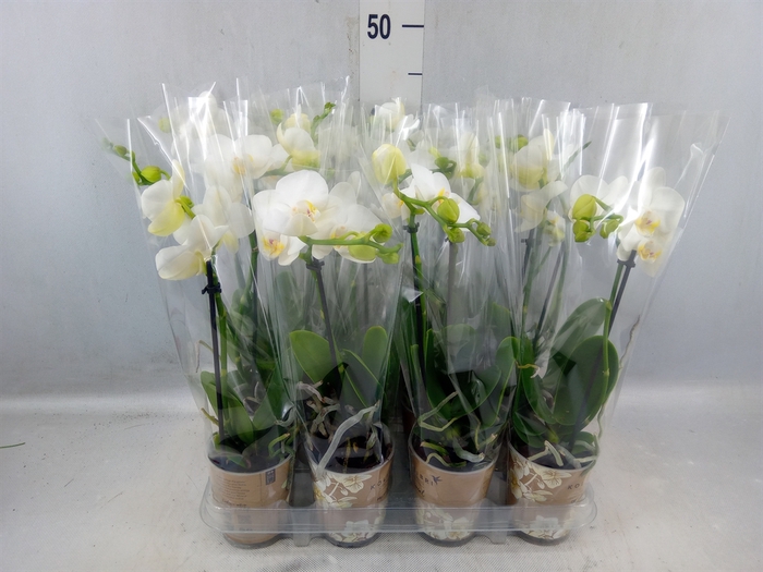<h4>Phalaenopsis Multi. ...white</h4>