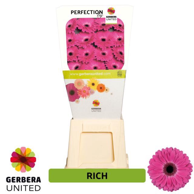 <h4>Gerbera diamond rich</h4>
