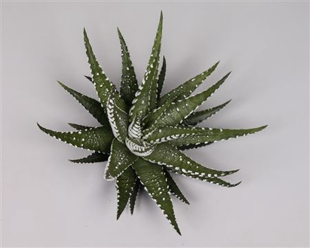Haworthia fasciata cutflower
