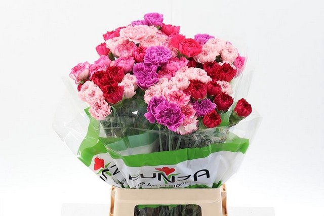 <h4>Dianthus st mix rainbow pink (mixbunch)</h4>