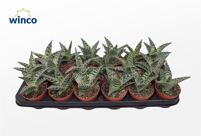 <h4>Aloe Variegata</h4>