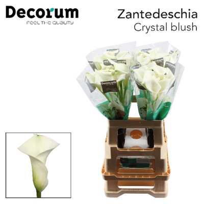 <h4>Zantedeschia crystal blush</h4>