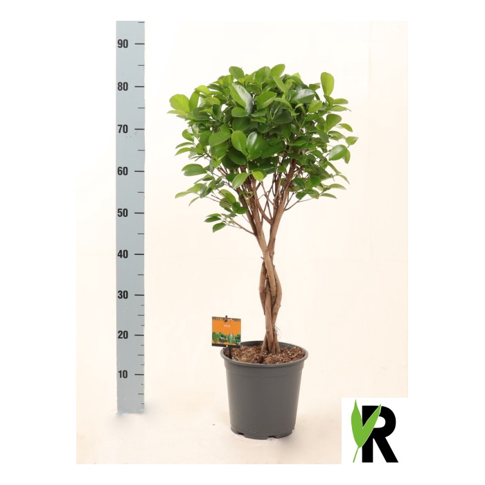 <h4>Ficus Microcapra Moclame 21Ø 90cm 4pp</h4>