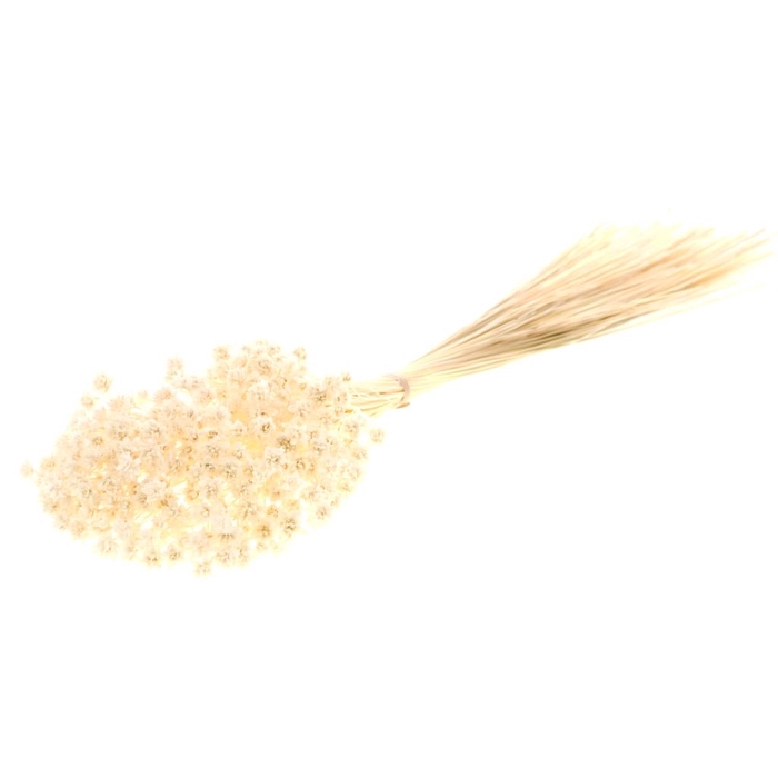 <h4>DRIED FLOWERS - HILL FLOWER 100GR BLEACHED WHITE</h4>