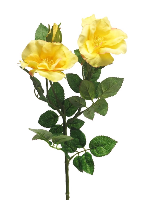 <h4>DF13-883890900 - Wild rose Bantry bay yellow 68cm</h4>