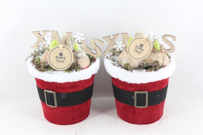 <h4>arr4 Hyacint PL - Santa pot 236/6</h4>