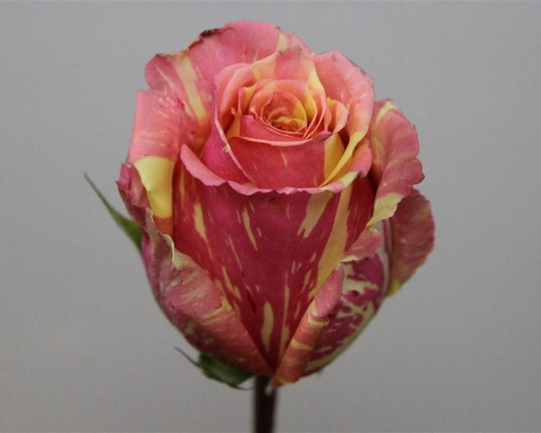 <h4>Rosa ec fiesta</h4>