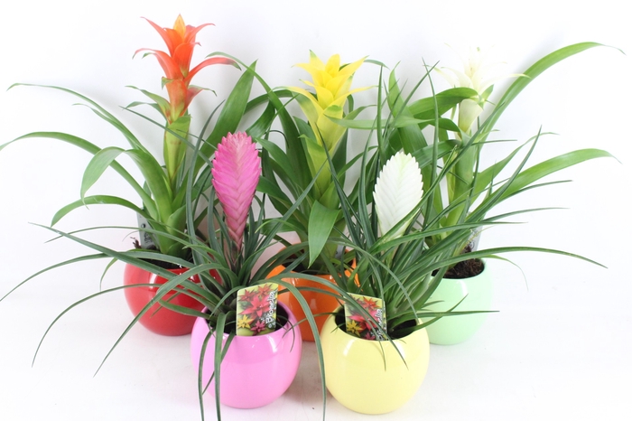 <h4>arr3 ZS - Bromelia bolpot mix</h4>