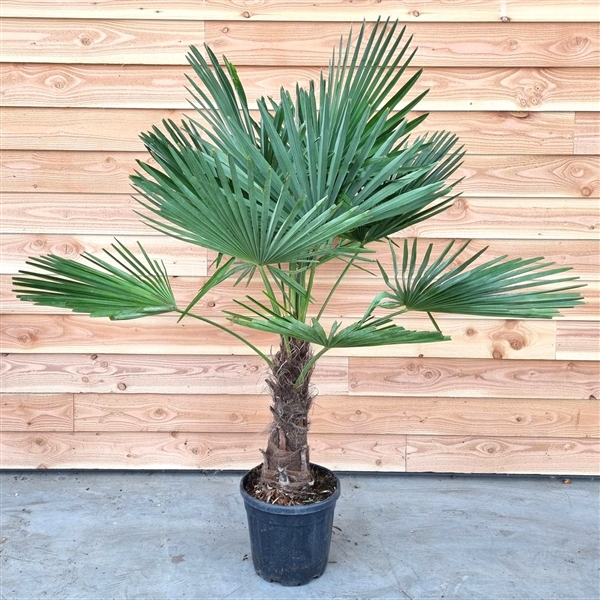 <h4>Trachycarpus fortunei</h4>