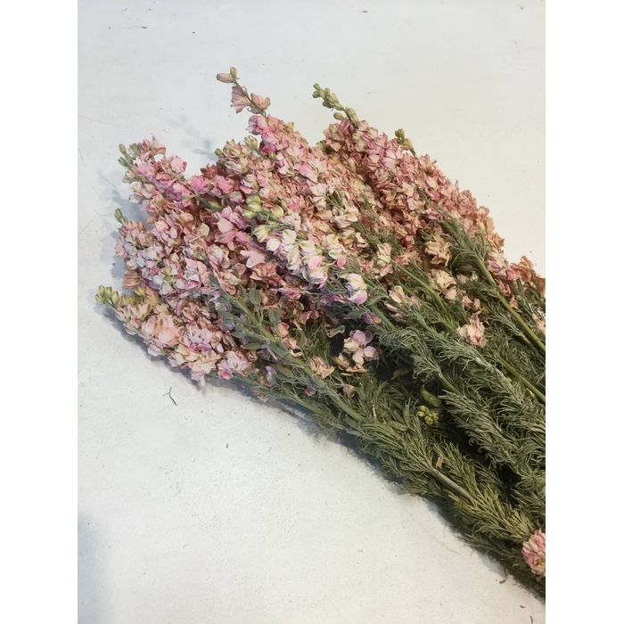 <h4>DRIED FLOWERS - DELPHINIUM PINK</h4>