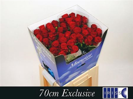 <h4>R Gr Red Naomi!</h4>