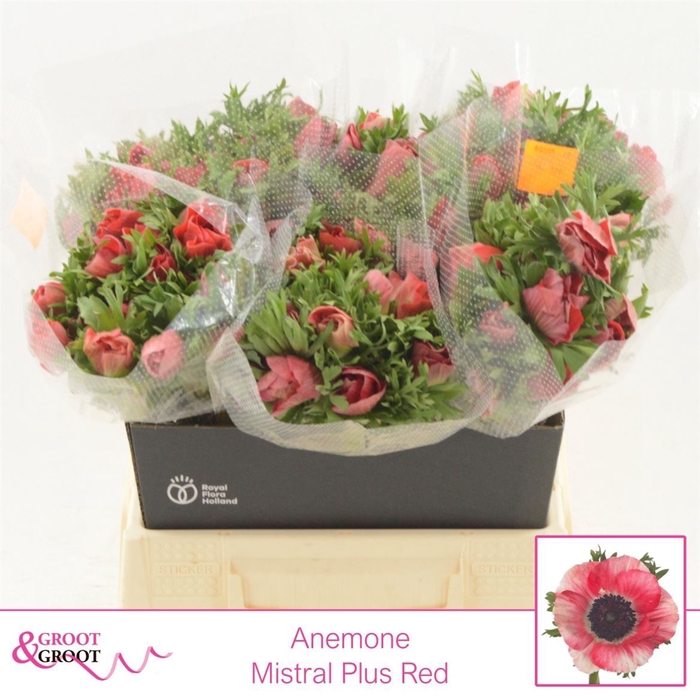 <h4>Anemone Mistral Plus Red</h4>