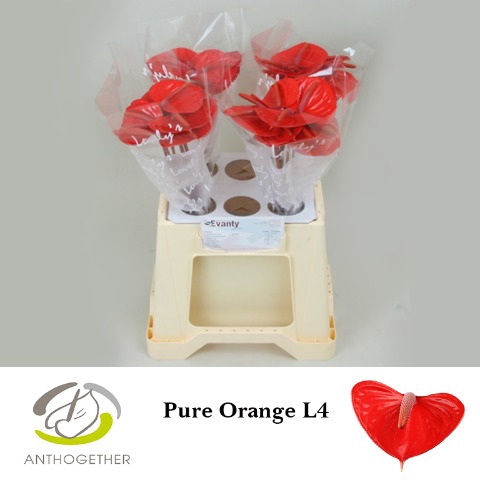 <h4>Anthurium pure orange</h4>