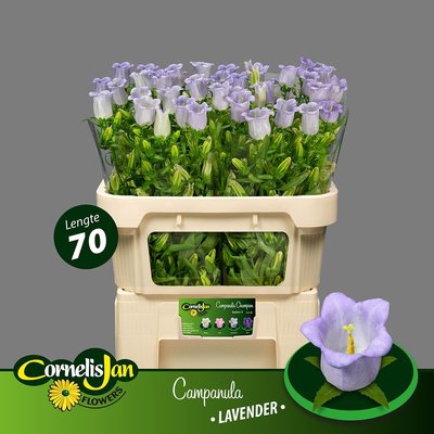 <h4>Campanula medium champion lavender</h4>