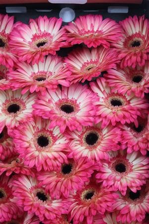 <h4>Ge Gr Hippie Chic</h4>