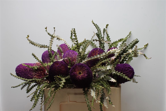 <h4>Banksia Speciosa Purple</h4>