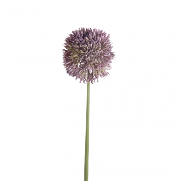<h4>Silk Allium 65cm</h4>