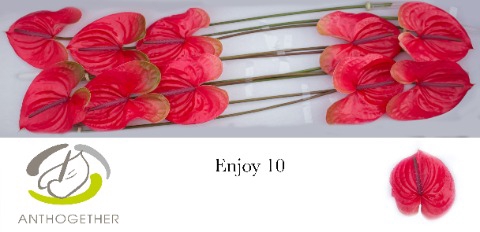 <h4>Anthurium enjoy</h4>