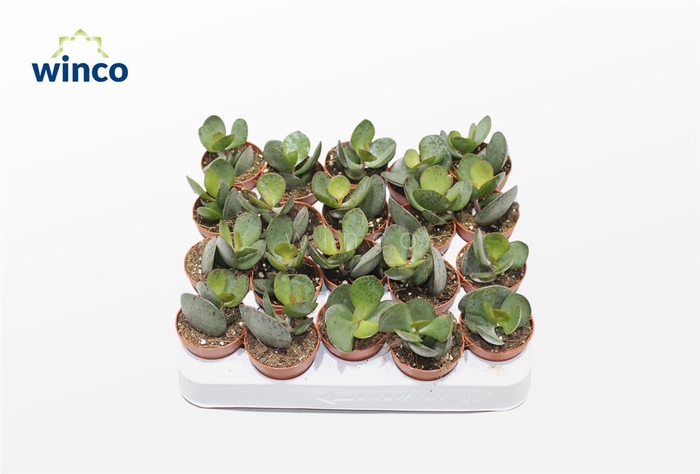 <h4>Adromischus Rupicola</h4>