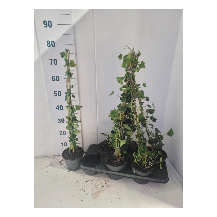<h4>Hedera hibernica 15Ø 75cm</h4>