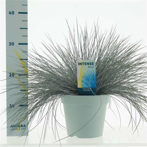 <h4>Festuca glauca Intense Blue®</h4>