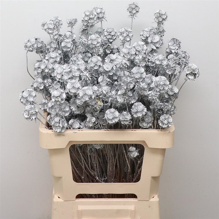 <h4>Dried Scabiosa Zilver</h4>