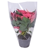 Euphorbia Roze blanco hoes