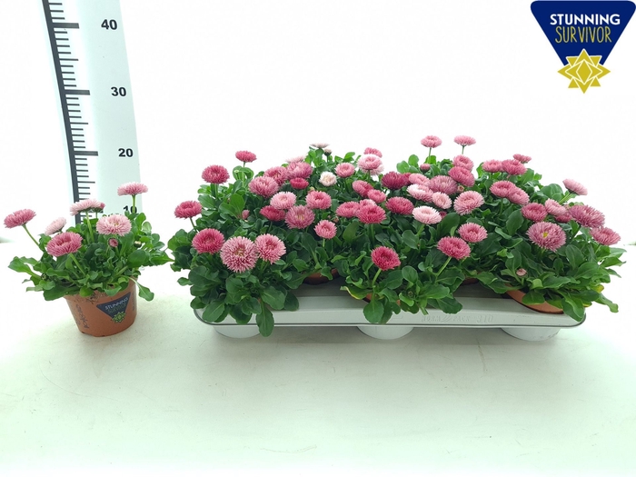 <h4>Bellis perennis</h4>