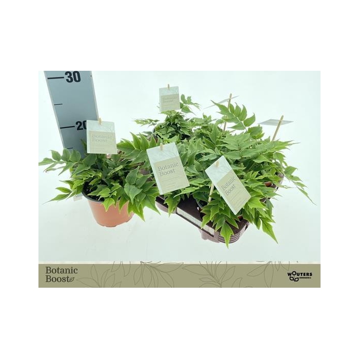 <h4>Cyrtomium (Aspidium) 12Ø 20cm</h4>