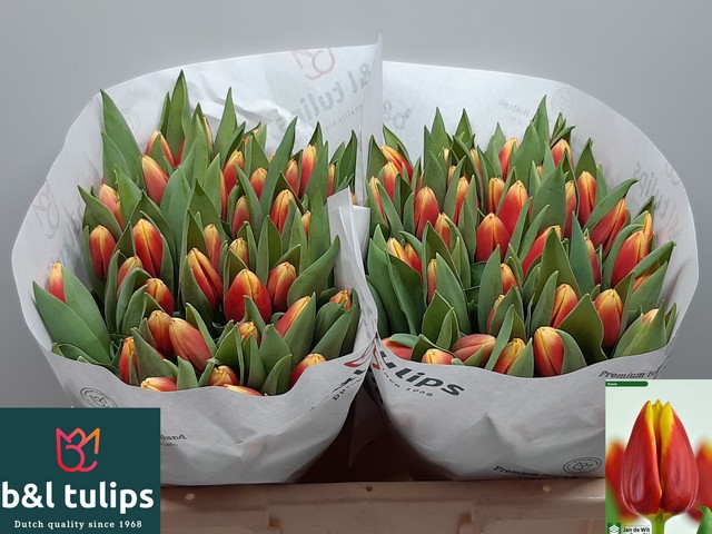 <h4>Tulipa si russia</h4>