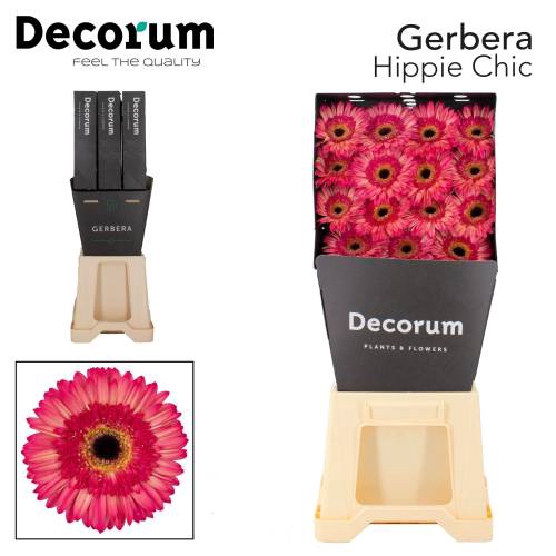<h4>Gerbera hippie chic</h4>