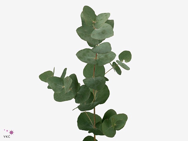 <h4>Leaf eucalyptus cinerea per bunch</h4>
