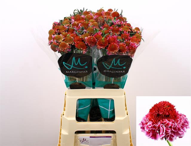 <h4>Scabiosa focal scoop bicolour pink</h4>