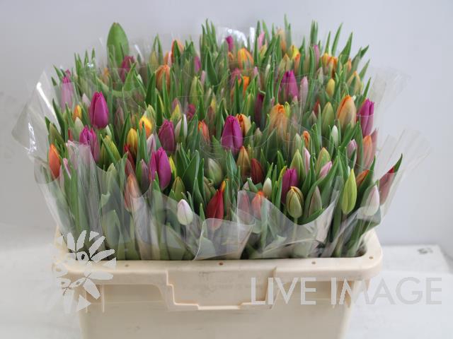 <h4>Tulipa si rainbow (mixbunch)</h4>