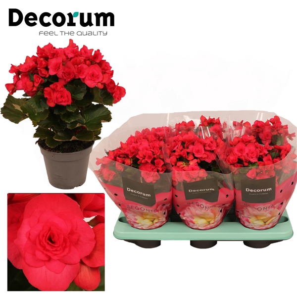 <h4>Begonia 14 cm Serena paars Decorum</h4>
