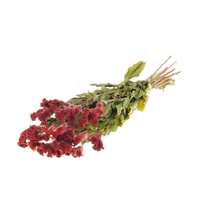 <h4>Celosia natural red</h4>