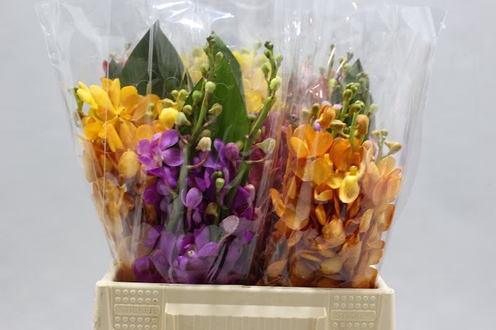 <h4>Dendrobium</h4>